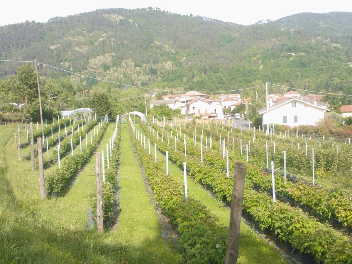 Апартаменти Agriturismo Tenuta Valletti. Sesta Godano Екстер'єр фото